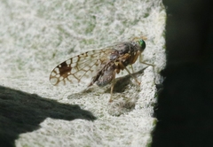 Euarestoides acutangulus