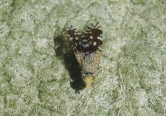 Euaresta stelligera