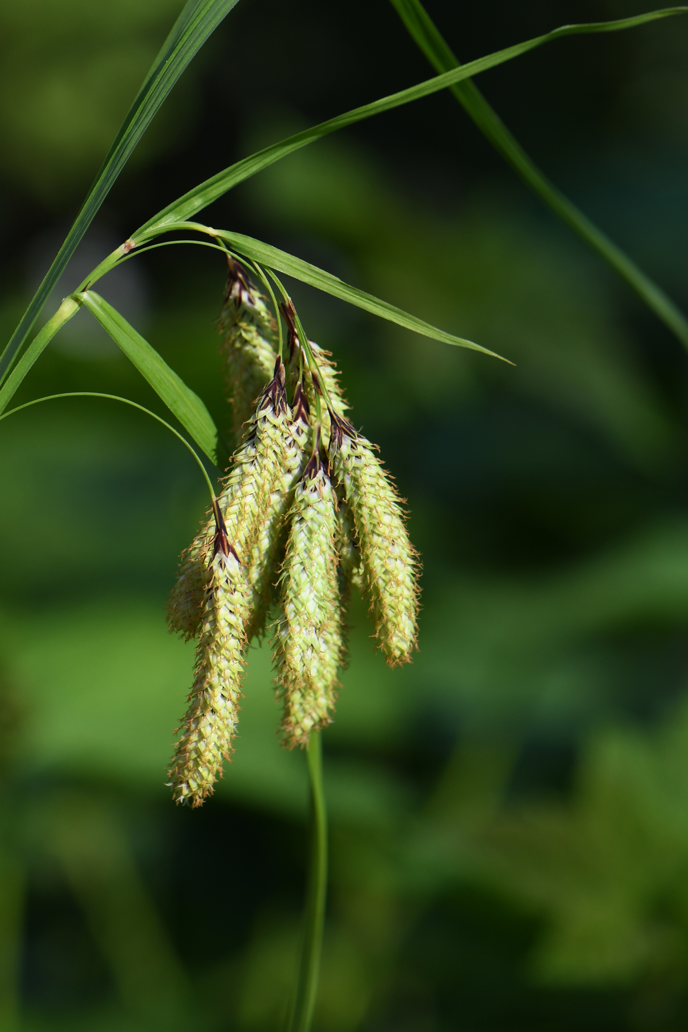 Carex mertensii