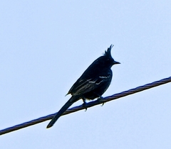 Phainopepla nitens