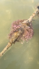 Ectopleura crocea