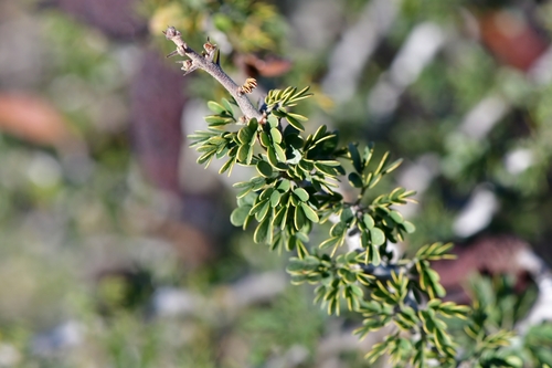 Dog Poop Bush