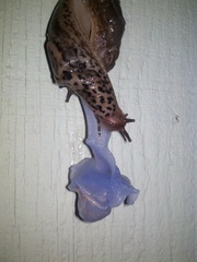 Limax maximus