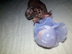 Limax maximus