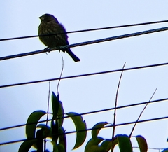 Haemorhous mexicanus