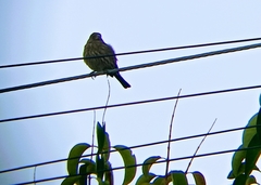 Haemorhous mexicanus