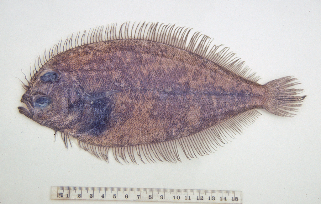 Parabothus