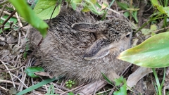 Lepus sinensis formosus