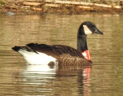 Branta canadensis occidentalis