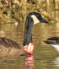 Branta canadensis occidentalis
