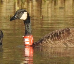 Branta canadensis occidentalis
