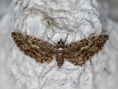 Eupithecia