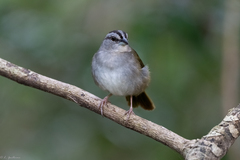 Arremonops chloronotus