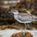 Hudsonian Whimbrel - Photo (c) Alex Castelein, some rights reserved (CC BY-NC), uploaded by Alex Castelein