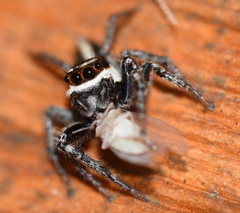 Leptofreya ambigua