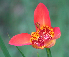 Tigridia pavonia