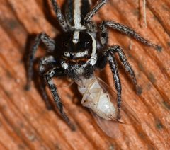 Leptofreya ambigua