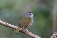 Arremonops chloronotus