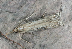 Thaumatopsis crenulatella
