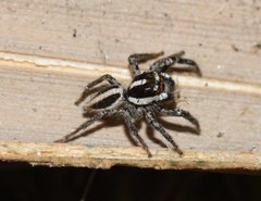 Leptofreya ambigua