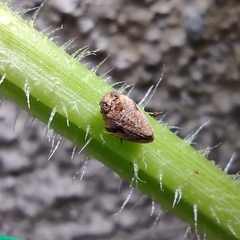Auchenorrhyncha