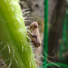 Auchenorrhyncha