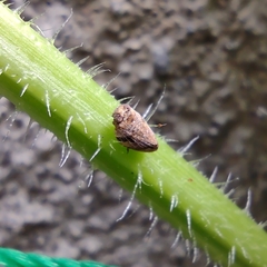 Auchenorrhyncha