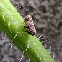 Auchenorrhyncha