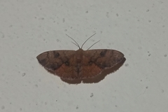 Lepidoptera