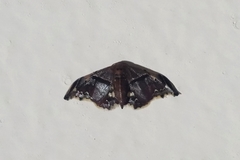 Lepidoptera