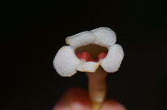 Codonanthopsis macradenia