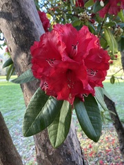 Rhododendron × hybridum