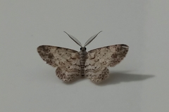 Lepidoptera