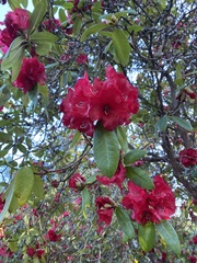 Rhododendron × hybridum