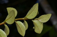 Codonanthopsis macradenia