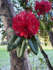 Rhododendron × hybridum