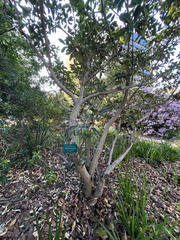 Pittosporum daphniphylloides