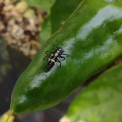 Coccinellidae