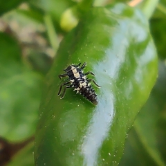 Coccinellidae