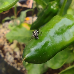 Coccinellidae