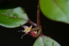 Codonanthopsis crassifolia