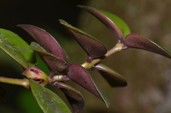 Codonanthopsis crassifolia