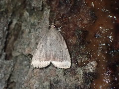 Amphipyra glabella
