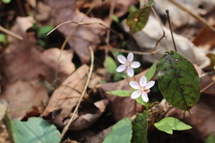 Claytonia caroliniana