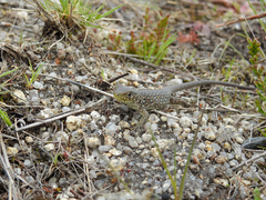 Timon lepidus ibericus