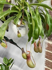 Nepenthes alata × ventricosa