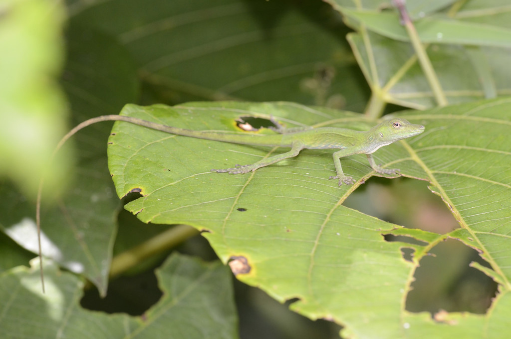 Cusco Anole
