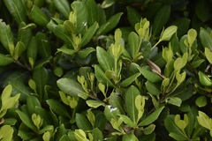 Elaeodendron laneanum