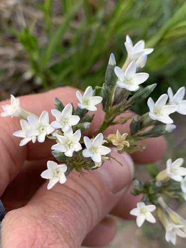 Palmer's bluestar (Amsonia palmeri)