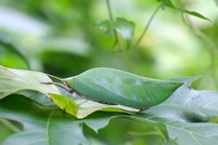 Onomarchus uninotatus